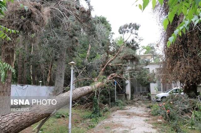 طوفان کرج ۴ درخت را شکست