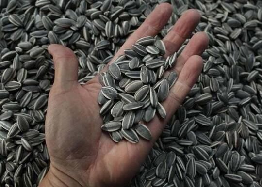 توقیف ۲۰ تن تخمه آفتابگردان در کرج