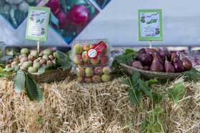 جشن برداشت میوه-البرز