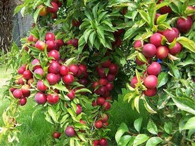 جشنواره آلو در چهارباغ برگزار می‌شود