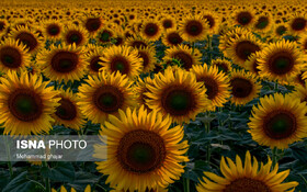 جشنواره گل آفتابگردان در روستای کندر برگزار می‌شود