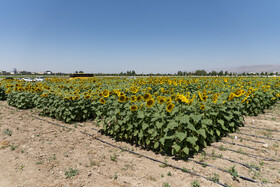 تور رسانه ای موسسه تحقیقات اصلاح و تهیه نهال و بذر