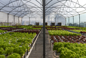پرورش گیاه در موسسات تحقیقات کشاورزی کرج