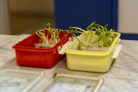 نمونه ایی از پرورش گیاه در موسسات تحقیقات کشاورزی کرج