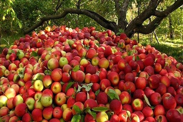 باغداران اردبیل در انتظار تصمیم برای خرید سیبهایشان ۶