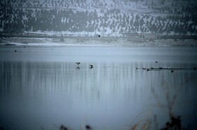 تور آشنایی با پرنده‌نگری در تالاب شورابیل برگزار شد