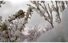 
سرمای دیرهنگام 285 میلیارد تومان به باغات مشگین‌شهر خسارت زده است
