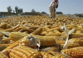 90 درصد بذر ذرت کشور را استان اردبیل تامین می‌کند
