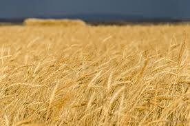 پیش‌بینی برداشت بیش از 35 هزار تن گندم از مزارع کوثر