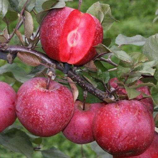 آغاز برداشت سیب از باغات مشگین‌شهر 
