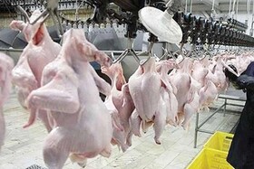 افزایش دو برابری کشتار مرغ تا پایان تعطیلات
