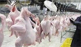 رصد روزانه تولید و عرضه مرغ با اپلیکیشن مجهز