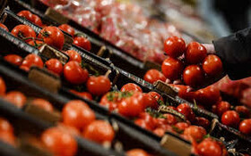 راه اندازی 6 واحد فرآوری گوجه فرنگی در اردبیل