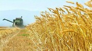 بزودی مطالبات گندمکاران دزفول پرداخت می‌شود/ کشاورزان نگران نباشند