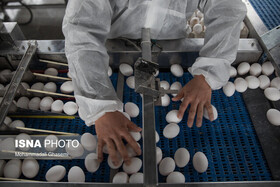 ظرفیت تولید تخم مرغ 70 درصد افزایش پیدا می‌کند