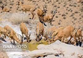 پناهگاه حیات وحش در فندقلو راهاندازی میشود پناهگاه حیات وحش در فندقلو راهاندازی میشود