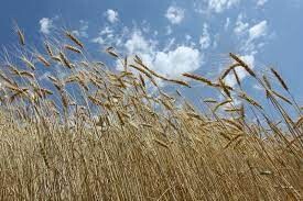 کاهش تولید گندم در اردبیل/ انجام عقد قرارداد 10 هزار هکتاری