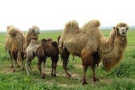 اختصاص 350 هزار دلار برای صیانت از شتر دوکوهانه در اردبیل