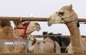 بهره‌برداری اقتصادی از شتر دوکوهانه