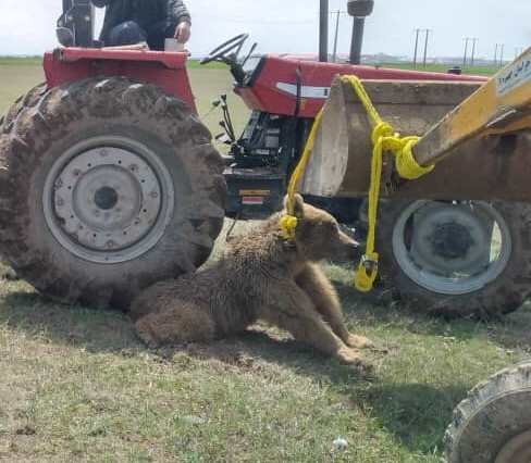 شهرنشینی حیات وحش