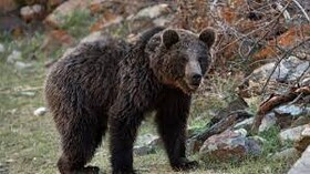 حمله خرس به مرد ۴۵ساله مارگونی