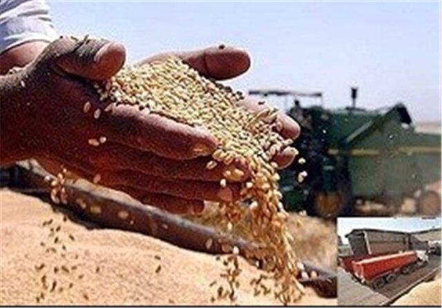 تولید بذور اصلاح‌شده گندم در ایلام از مرز ۲۳ هزار تن گذشت