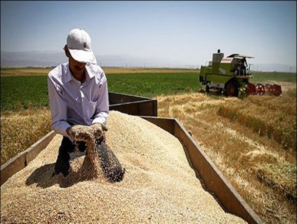 خرید ۱۴ هزارتن گندم در ۲۴ مرکز و ۱۷ تعاونی در خراسان شمالی