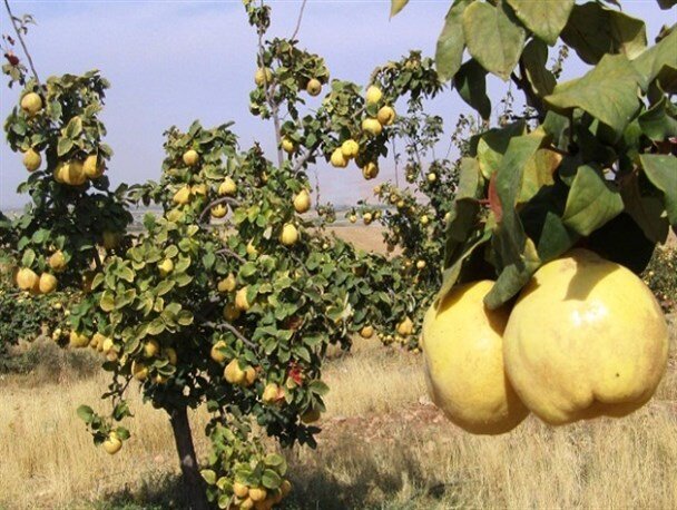 آغاز برداشت میوه «به» از باغ‌های استان اردبیل