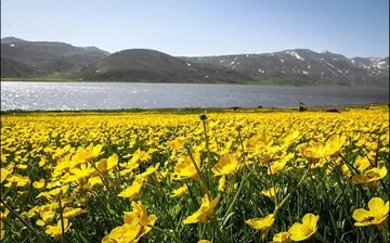تشدید حفاظت و جریمه کیفری برای صید ماهی در تالاب نئور