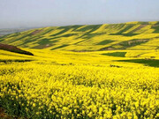 توسعه کشت دانه‌های روغنی در دره‌شهر/پیش‌بینی کشت بیش از ۴ هزار هکتار کلزا