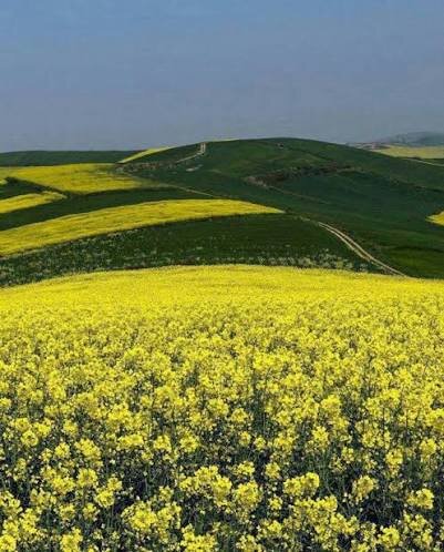 برداشت کلزا در اردبیل؛ امید به فصل تازه با قیمت تضمینی جدید