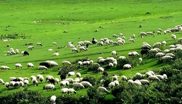 مرتعداری نوین؛ راه نجات یا رویای دوردست برای ۶۵ هزار خانوار وابسته به مراتع اردبیل