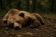 حکم فرهنگی برای متهم پرونده تلف شدن یک خرس در شهر لاهرود