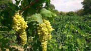 انگور مشگین‌شهر در مسیر بازارهای صادراتی/ظرفیت تولید ۳۰ هزار تن در سال جاری