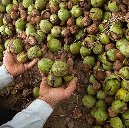 پیش‌بینی برداشت ۳۸۰۰ تن گردو از باغات خلخال