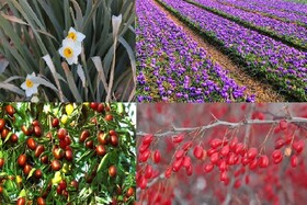 از ضعف فرآوری گیاهان دارویی تا لزوم ایجاد بانک ژن گیاهی در خراسان جنوبی
