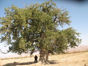 سَرو ۸۰۰ ساله روستای زول قاین