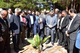کاشت درخت توسط استاندار خراسان جنوبی