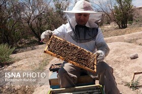 حال و روز ناخوش صنعت زنبورداری