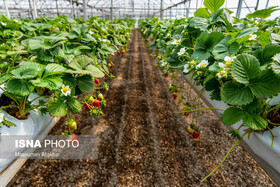 واحدهای گلخانه‌ای خراسان جنوبی به متقاضیان واگذار می‌شود