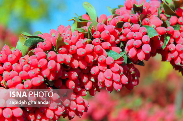 زرشك،استان،سطح،جنوبي،باغات،دارويي،هكتار