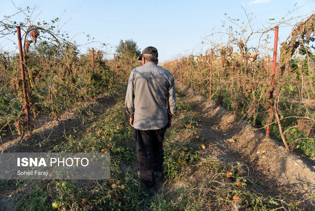 خسارت باران به محصولات انگور، زرشک و گردوی خراسان جنوبی