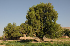درختان ۱۵۰۰ ساله در حصار بی‌مهری مسئولان