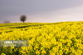 سومین گیاه روغنی مهم دنیا در این خاک می‌روید
