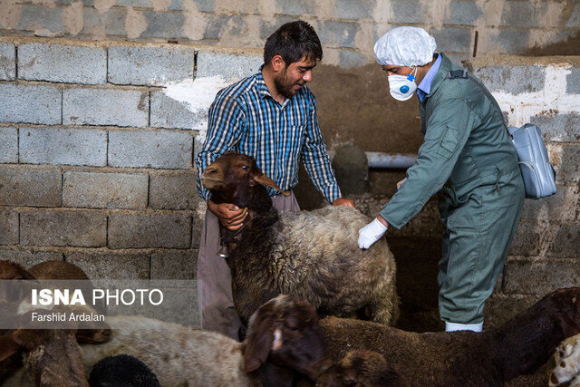 برگزاری رزمایش مقابله با بیماری شاربن در بیرجند 