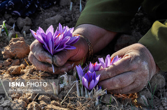 آغاز خرید حمایتی زعفران در خراسان جنوبی 