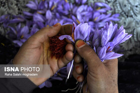  ۱۲ میلیارد تومان زعفران از کشاورزان خراسان جنوبی خریداری شد 