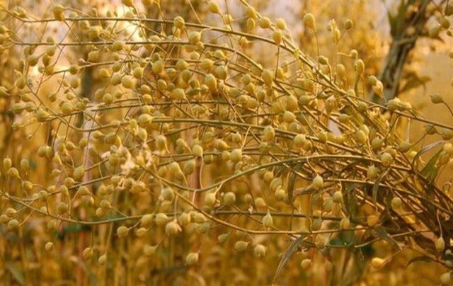 کاملینا به سربیشه رسید 