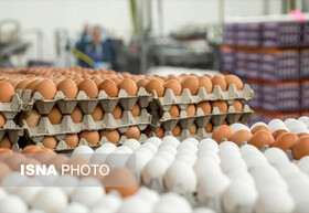 رفع کمبود تخم مرغ در خرده فروشی‌ها تا دو روز آینده