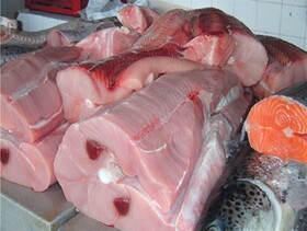 فروش گوشت کوسه در مراکز غیرمجاز بیرجند